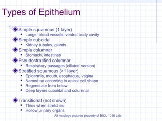 Types of Epithelium
    Simple squamous (1 layer)
        Lungs, blood vessels, ventral body cavity
    Simple cuboidal
        Kidney tubules, glands
    Simple columnar
        Stomach, intestines
    Pseudostratified columnar
        Respiratory passages (ciliated version)
    Stratified squamous (>1 layer)
        Epidermis, mouth, esophagus, vagina
        Named so according to apical cell shape
        Regenerate from below
        Deep layers cuboidal and columnar

    Transitional (not shown)
        Thins when stretches
        Hollow urinary organs
                         All histology pictures property of BIOL 1010 Lab
 