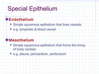 Special Epithelium
Endothelium
   Simple squamous epithelium that lines vessels
   e.g. lymphatic & blood vessel


Mesothelium
   Simple squamous epithelium that forms the lining
    of body cavities
   e.g. pleura, pericardium, peritoneum
 