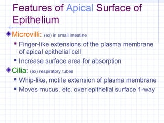 Features of Apical Surface of
Epithelium
Microvilli: (ex) in small intestine
 Finger-like extensions of the plasma membrane
    of apical epithelial cell
   Increase surface area for absorption
Cilia: (ex) respiratory tubes
   Whip-like, motile extension of plasma membrane
   Moves mucus, etc. over epithelial surface 1-way
 