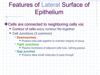 Features of Lateral Surface of
         Epithelium
Cells are connected to neighboring cells via:
   Contour of cells-wavy contour fits together
   Cell Junctions (3 common)
      Desmosomes
           Proteins hold cells together to maintain integrity of tissue
      Tight Junctions
           Plasma membrane of adjacent cells fuse, nothing passes
      Gap junction
           Proteins allow small molecules to pass through
 