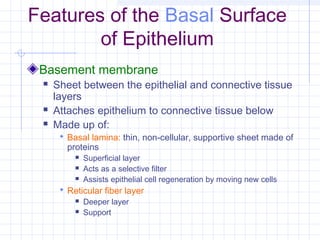 Features of the Basal Surface
        of Epithelium
 Basement membrane
    Sheet between the epithelial and connective tissue
     layers
    Attaches epithelium to connective tissue below
    Made up of:
       Basal lamina: thin, non-cellular, supportive sheet made of
        proteins
             Superficial layer
             Acts as a selective filter
             Assists epithelial cell regeneration by moving new cells
       Reticular fiber layer
             Deeper layer
             Support
 