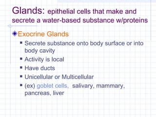 Glands: epithelial cells that make and
secrete a water-based substance w/proteins
 Exocrine Glands
     Secrete substance onto body surface or into
      body cavity
     Activity is local
     Have ducts
     Unicellular or Multicellular
     (ex) goblet cells, salivary, mammary,
      pancreas, liver
 
