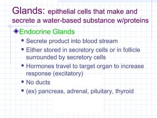 Glands: epithelial cells that make and
secrete a water-based substance w/proteins
  Endocrine Glands
     Secrete product into blood stream
     Either stored in secretory cells or in follicle
      surrounded by secretory cells
     Hormones travel to target organ to increase
      response (excitatory)
     No ducts
     (ex) pancreas, adrenal, pituitary, thyroid
 
