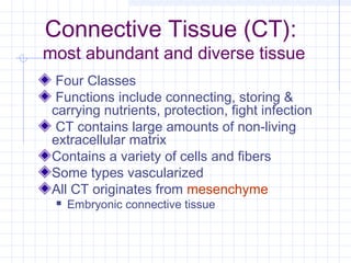 Connective Tissue (CT):
most abundant and diverse tissue
  Four Classes
  Functions include connecting, storing &
 carrying nutrients, protection, fight infection
  CT contains large amounts of non-living
 extracellular matrix
 Contains a variety of cells and fibers
 Some types vascularized
 All CT originates from mesenchyme
    Embryonic connective tissue
 