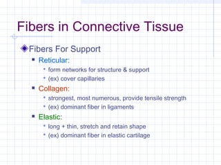 Fibers in Connective Tissue
 Fibers For Support
     Reticular:
        form networks for structure & support
        (ex) cover capillaries
     Collagen:
        strongest, most numerous, provide tensile strength
        (ex) dominant fiber in ligaments
     Elastic:
        long + thin, stretch and retain shape
        (ex) dominant fiber in elastic cartilage
 