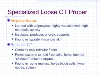 Specialized Loose CT Proper
Adipose tissue
    Loaded with adipocytes, highly vascularized, high
     metabolic activity
    Insulates, produces energy, supports
    Found in hypodermis under skin
Reticular CT
    Contains only reticular fibers
    Forms caverns to hold free cells, forms internal
     “skeleton” of some organs
    Found in bone marrow, holds blood cells, lymph
     nodes, spleen
 