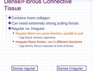 Dense/Fibrous Connective
Tissue
  Contains more collagen
  Can resist extremely strong pulling forces
  Regular vs. Irregular
      Regular-fibers run same direction, parallel to pull
         (eg) fascia, tendons, ligaments
      Irregular-fibers thicker, run in different directions
         (eg) dermis, fibrous capsules at ends of bones




   Dense regular                            Dense irregular
 