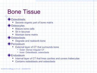 Bone Tissue
              Osteoblasts
                   Secrete organic part of bone matrix
              Osteocytes
                   Mature bone cells
                   Sit in lacunae
                   Maintain bone matrix
              Osteoclasts
                   Degrade and reabsorb bone
              Periosteum
                   External layer of CT that surrounds bone
                       Outer: Dense irregular CT
                       Inner: Osteoblasts, osteoclasts
              Endosteum
                   Internal layer of CT that lines cavities and covers trabeculae
                   Contains osteoblasts and osteoclasts

academic.kellogg.cc.mi.us/.../skeletal.htm
 