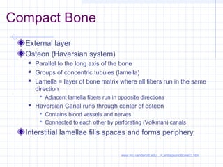 Compact Bone
  External layer
  Osteon (Haversian system)
     Parallel to the long axis of the bone
     Groups of concentric tubules (lamella)
     Lamella = layer of bone matrix where all fibers run in the same
      direction
        Adjacent lamella fibers run in opposite directions
     Haversian Canal runs through center of osteon
        Contains blood vessels and nerves
        Connected to each other by perforating (Volkman) canals

  Interstitial lamellae fills spaces and forms periphery

                                         www.mc.vanderbilt.edu/.../CartilageandBone03.htm
 