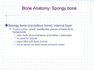 Bone Anatomy: Spongy bone



Spongy bone (cancellous bone): internal layer
   Trabeculae: small, needle-like pieces of bone form
    honeycomb
        each made of several layers of lamellae + osteocytes
        no canal for vessels
        space filled with bone marrow
        not as dense, no direct stress at bone’s center
 