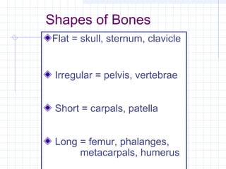 Shapes of Bones
Flat = skull, sternum, clavicle


 Irregular = pelvis, vertebrae


 Short = carpals, patella


 Long = femur, phalanges,
      metacarpals, humerus
 