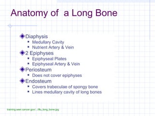 Anatomy of a Long Bone

                Diaphysis
                     Medullary Cavity
                     Nutrient Artery & Vein
                2 Epiphyses
                     Epiphyseal Plates
                     Epiphyseal Artery & Vein
                Periosteum
                     Does not cover epiphyses
                Endosteum
                     Covers trabeculae of spongy bone
                     Lines medullary cavity of long bones


training.seer.cancer.gov/.../illu_long_bone.jpg
 