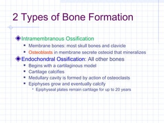 2 Types of Bone Formation

 Intramembranous Ossification
     Membrane bones: most skull bones and clavicle
     Osteoblasts in membrane secrete osteoid that mineralizes
 Endochondral Ossification: All other bones
     Begins with a cartilaginous model
     Cartilage calcifies
     Medullary cavity is formed by action of osteoclasts
     Epiphyses grow and eventually calcify
        Epiphyseal plates remain cartilage for up to 20 years
 