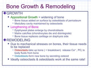 Bone Growth & Remodeling
GROWTH
   Appositional Growth = widening of bone
      Bone tissue added on surface by osteoblasts of periosteum
      Medullary cavity maintained by osteoclasts
   Lengthening of Bone
      Epiphyseal plates enlarge by chondroblasts
      Matrix calcifies (chondrocytes die and disintegrate)
      Bone tissue replaces cartilage on diaphysis side
REMODELING
   Due to mechanical stresses on bones, their tissue needs
    to be replaced
      Osteoclasts-take up bone ( = breakdown) release Ca2++ , PO4 to
       body fluids from bone
      Osteoblasts-form new bone by secreting osteoid
   Ideally osteoclasts & osteoblasts work at the same rate!
 