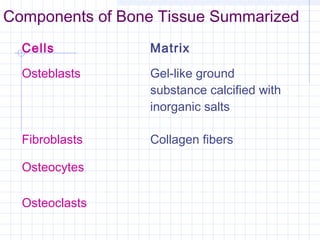 Components of Bone Tissue Summarized
  Cells          Matrix

  Osteblasts     Gel-like ground
                 substance calcified with
                 inorganic salts

  Fibroblasts    Collagen fibers

  Osteocytes

  Osteoclasts
 