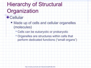 Hierarchy of Structural
Organization
 Cellular
    Made up of cells and cellular organelles
     (molecules)
       Cells can be eukaryotic or prokaryotic
       Organelles are structures within cells that
       perform dedicated functions (“small organs”)




             http://cmweb.pvschools.net/~bbecke/newell/Cells.html
 