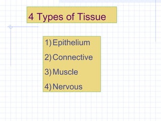 4 Types of Tissue

   1) Epithelium
   2) Connective
   3) Muscle
   4) Nervous
 
