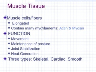 Muscle Tissue
Muscle cells/fibers
   Elongated
   Contain many myofilaments: Actin & Myosin
FUNCTION
   Movement
   Maintenance of posture
   Joint Stabilization
   Heat Generation
Three types: Skeletal, Cardiac, Smooth
 