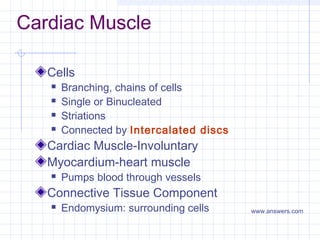 Cardiac Muscle

   Cells
      Branching, chains of cells
      Single or Binucleated
      Striations
      Connected by Intercalated discs
   Cardiac Muscle-Involuntary
   Myocardium-heart muscle
      Pumps blood through vessels
   Connective Tissue Component
      Endomysium: surrounding cells     www.answers.com
 
