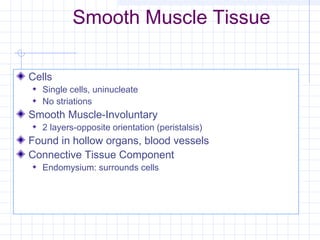 Smooth Muscle Tissue

Cells
  Single cells, uninucleate
  No striations
Smooth Muscle-Involuntary
  2 layers-opposite orientation (peristalsis)
Found in hollow organs, blood vessels
Connective Tissue Component
  Endomysium: surrounds cells
 