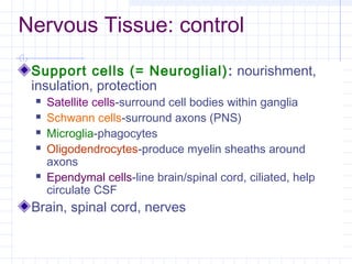 Nervous Tissue: control

 Support cells (= Neuroglial) : nourishment,
 insulation, protection
    Satellite cells-surround cell bodies within ganglia
    Schwann cells-surround axons (PNS)
    Microglia-phagocytes
    Oligodendrocytes-produce myelin sheaths around
     axons
    Ependymal cells-line brain/spinal cord, ciliated, help
     circulate CSF
 Brain, spinal cord, nerves
 