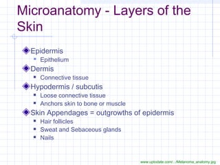 Microanatomy - Layers of the
Skin
  Epidermis
   Epithelium
  Dermis
     Connective tissue
  Hypodermis / subcutis
     Loose connective tissue
     Anchors skin to bone or muscle
  Skin Appendages = outgrowths of epidermis
     Hair follicles
     Sweat and Sebaceous glands
     Nails


                                       www.uptodate.com/.../Melanoma_anatomy.jpg
 