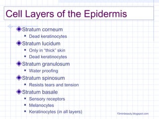Cell Layers of the Epidermis
   Stratum corneum
       Dead keratinocytes
   Stratum lucidum
       Only in “thick” skin
       Dead keratinocytes
   Stratum granulosum
       Water proofing
   Stratum spinosum
       Resists tears and tension
   Stratum basale
       Sensory receptors
       Melanocytes
       Keratinocytes (in all layers)   15minbeauty.blogspot.com
 