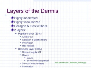 Layers of the Dermis
  Highly innervated
  Highly vascularized
  Collagen & Elastic fibers
  2 layers:
      Papillary layer (20%)
           Areolar CT
           Collagen & Elastic fibers
           Innervation
           Hair follicles
      Reticular layer (80%)
         Dense irregular CT
         Glands
                 sebum
                 2.5 million sweat glands!!
                                               www.uptodate.com/.../Melanoma_anatomy.jpg
         Smooth muscle fibers
         Innervation
 