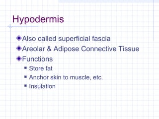 Hypodermis
 Also called superficial fascia
 Areolar & Adipose Connective Tissue
 Functions
     Store fat
     Anchor skin to muscle, etc.
     Insulation
 