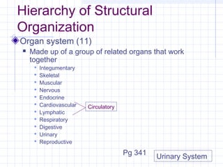 Hierarchy of Structural
Organization
Organ system (11)
   Made up of a group of related organs that work
    together
        Integumentary
        Skeletal
        Muscular
        Nervous
        Endocrine
        Cardiovascular   Circulatory
        Lymphatic
        Respiratory
        Digestive
        Urinary
        Reproductive

                                        Pg 341
                                                 Urinary System
 