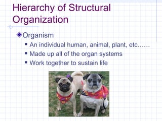 Hierarchy of Structural
Organization
  Organism
     An individual human, animal, plant, etc……
     Made up all of the organ systems
     Work together to sustain life
 