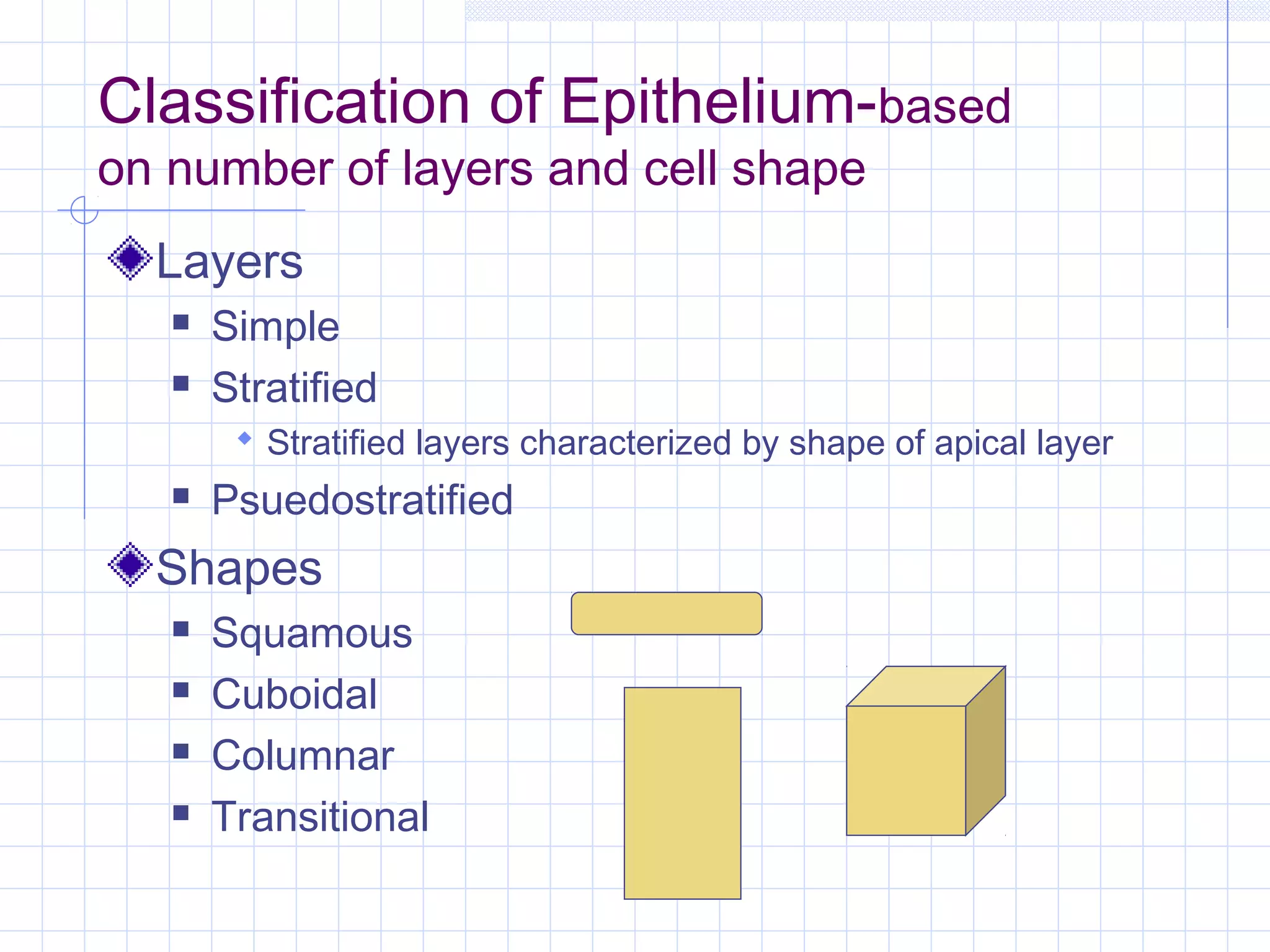 Classification of Epithelium-based
on number of layers and cell shape
  Layers
      Simple
      Stratified
         Stratified layers characterized by shape of apical layer
      Psuedostratified
  Shapes
      Squamous
      Cuboidal
      Columnar
      Transitional
 