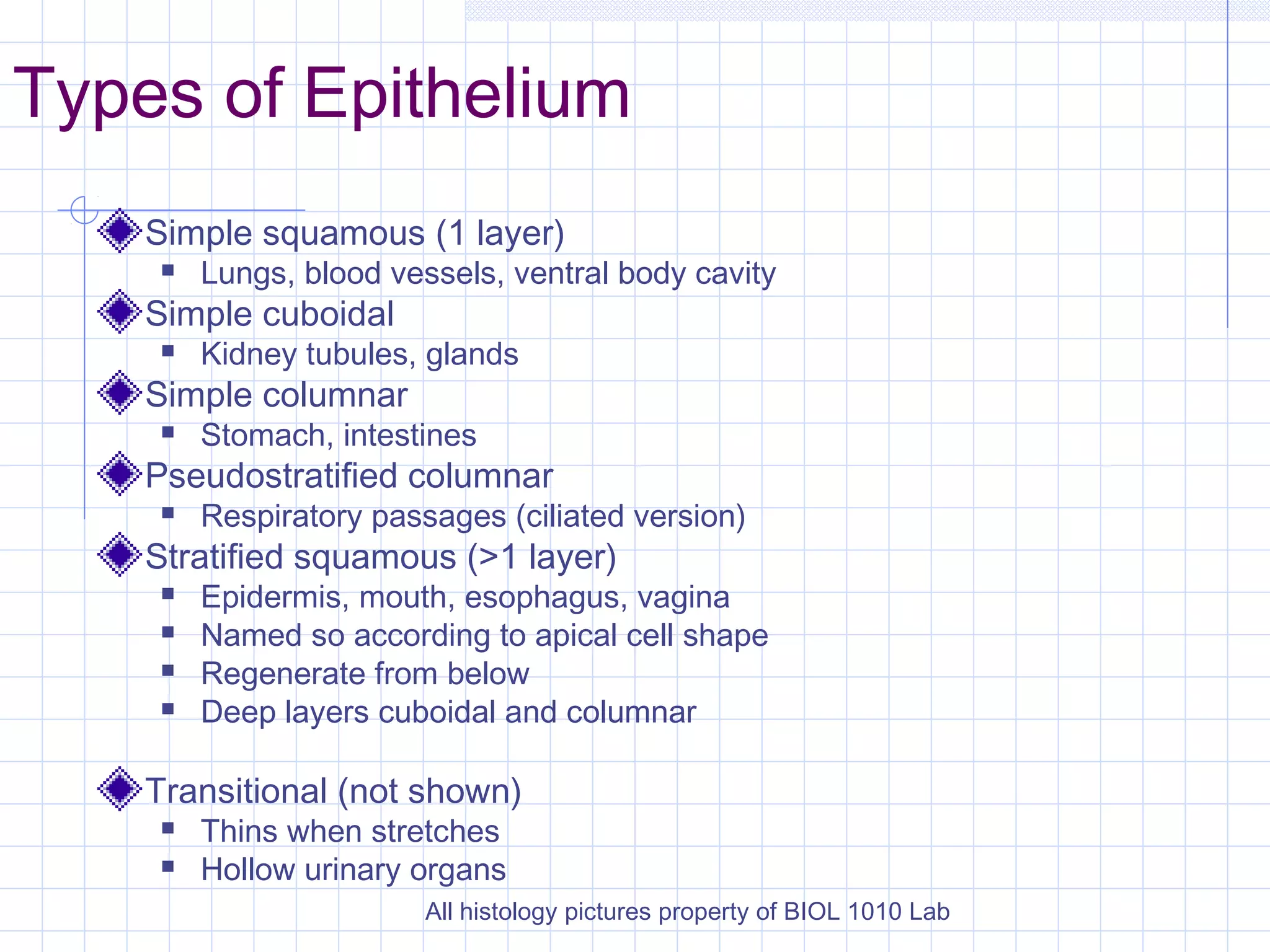 Types of Epithelium
    Simple squamous (1 layer)
        Lungs, blood vessels, ventral body cavity
    Simple cuboidal
        Kidney tubules, glands
    Simple columnar
        Stomach, intestines
    Pseudostratified columnar
        Respiratory passages (ciliated version)
    Stratified squamous (>1 layer)
        Epidermis, mouth, esophagus, vagina
        Named so according to apical cell shape
        Regenerate from below
        Deep layers cuboidal and columnar

    Transitional (not shown)
        Thins when stretches
        Hollow urinary organs
                         All histology pictures property of BIOL 1010 Lab
 