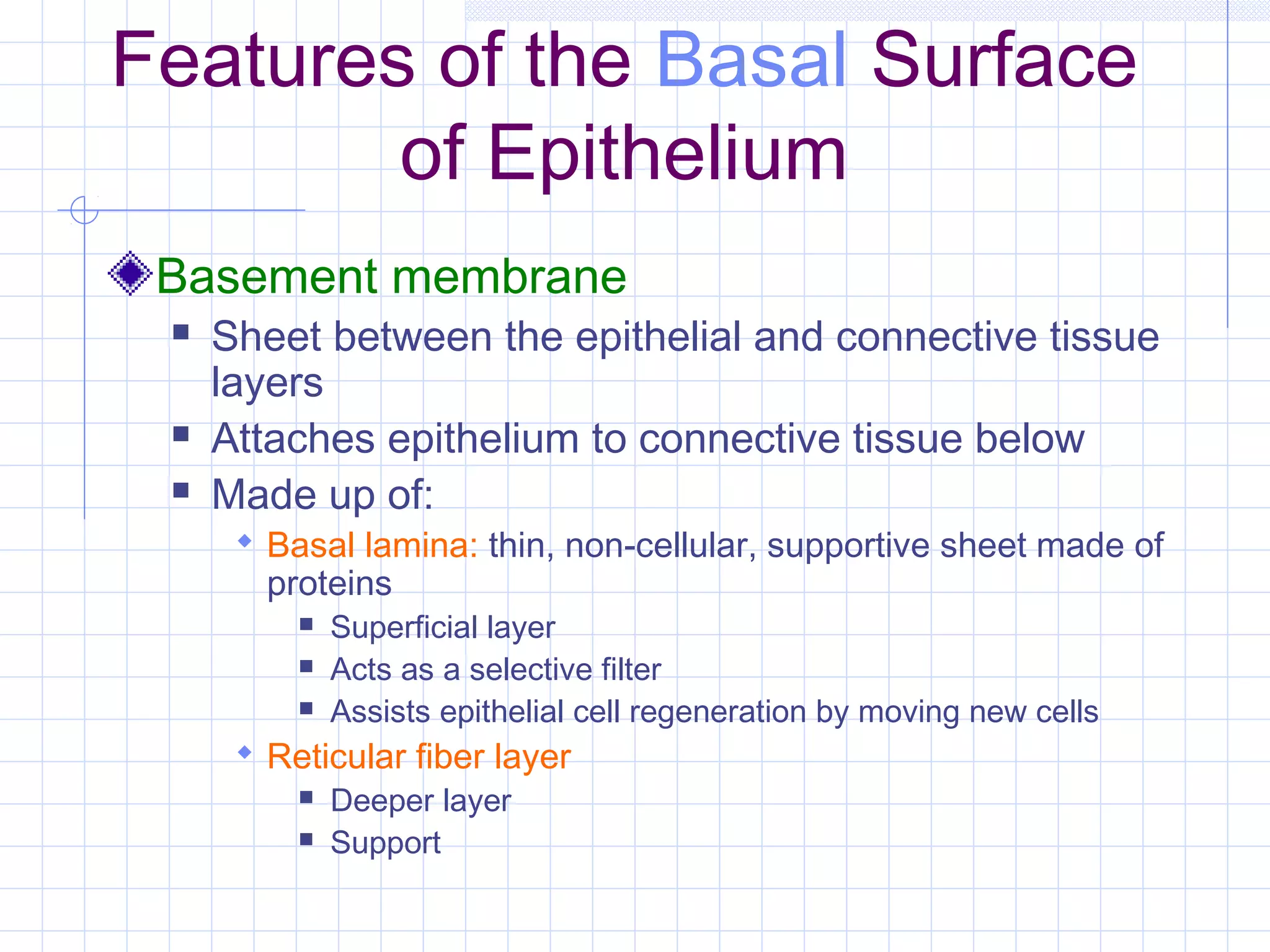 Features of the Basal Surface
        of Epithelium
 Basement membrane
    Sheet between the epithelial and connective tissue
     layers
    Attaches epithelium to connective tissue below
    Made up of:
       Basal lamina: thin, non-cellular, supportive sheet made of
        proteins
             Superficial layer
             Acts as a selective filter
             Assists epithelial cell regeneration by moving new cells
       Reticular fiber layer
             Deeper layer
             Support
 