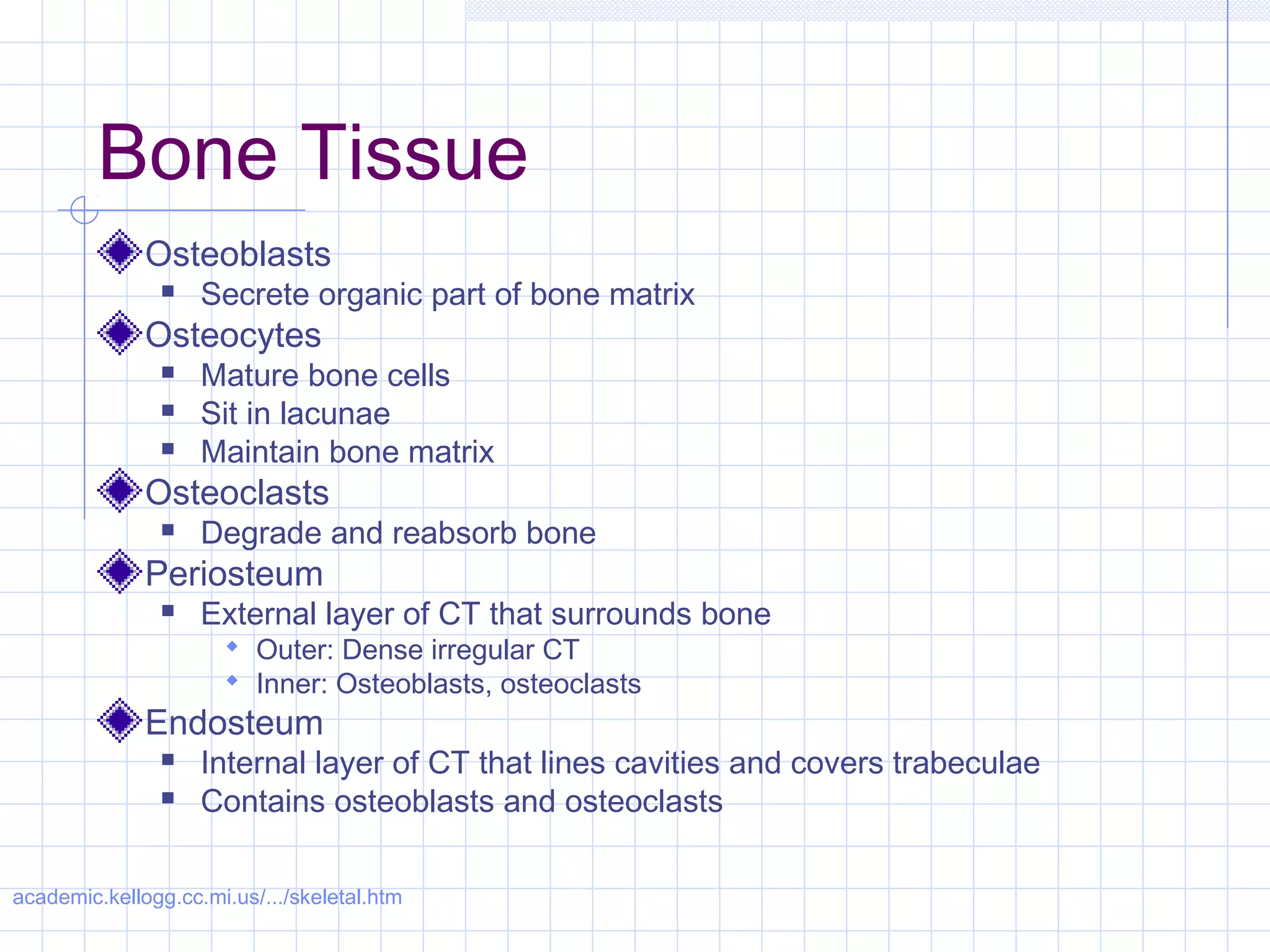 Bone Tissue
              Osteoblasts
                   Secrete organic part of bone matrix
              Osteocytes
                   Mature bone cells
                   Sit in lacunae
                   Maintain bone matrix
              Osteoclasts
                   Degrade and reabsorb bone
              Periosteum
                   External layer of CT that surrounds bone
                       Outer: Dense irregular CT
                       Inner: Osteoblasts, osteoclasts
              Endosteum
                   Internal layer of CT that lines cavities and covers trabeculae
                   Contains osteoblasts and osteoclasts

academic.kellogg.cc.mi.us/.../skeletal.htm
 