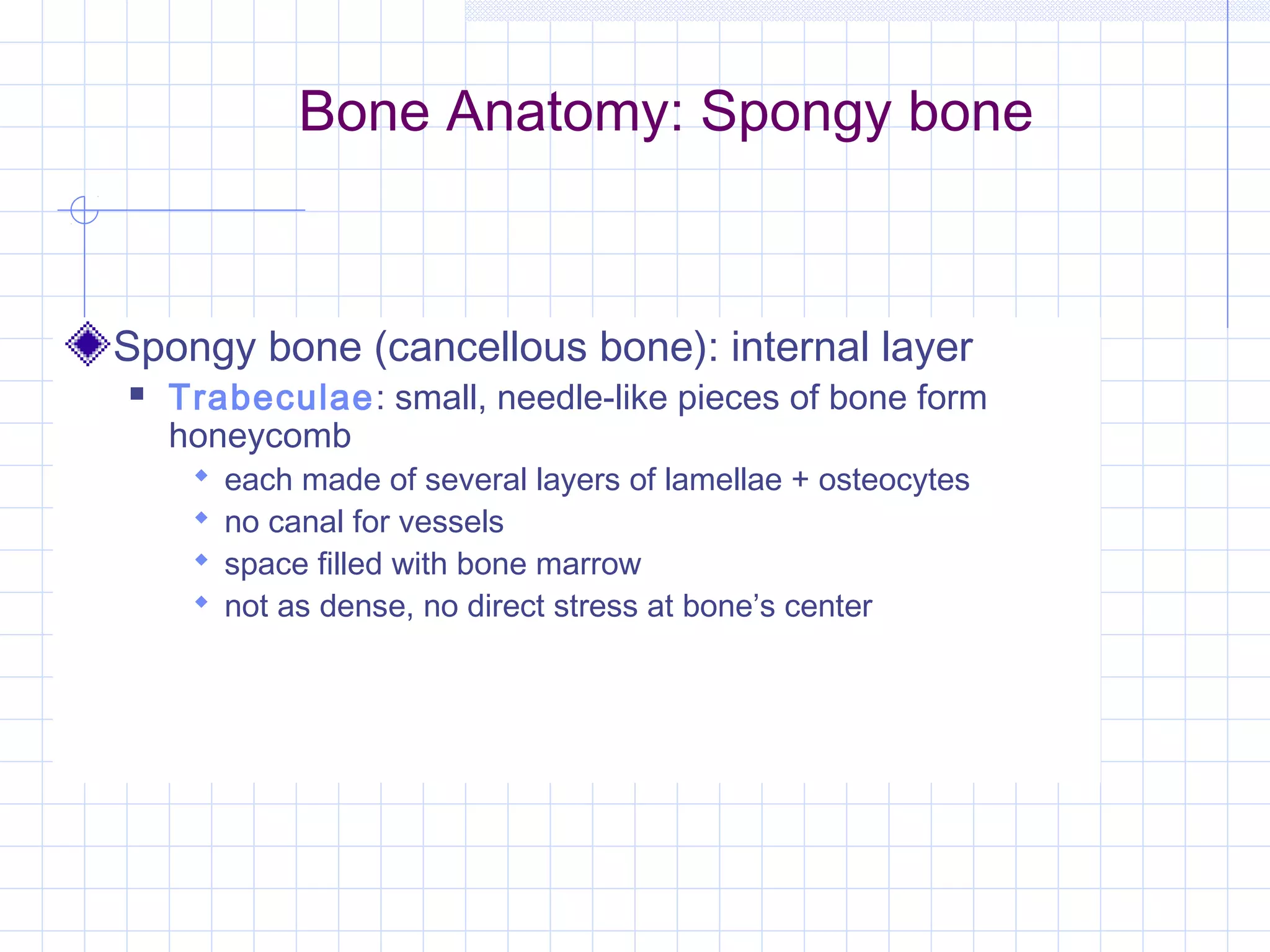 Bone Anatomy: Spongy bone



Spongy bone (cancellous bone): internal layer
   Trabeculae: small, needle-like pieces of bone form
    honeycomb
        each made of several layers of lamellae + osteocytes
        no canal for vessels
        space filled with bone marrow
        not as dense, no direct stress at bone’s center
 