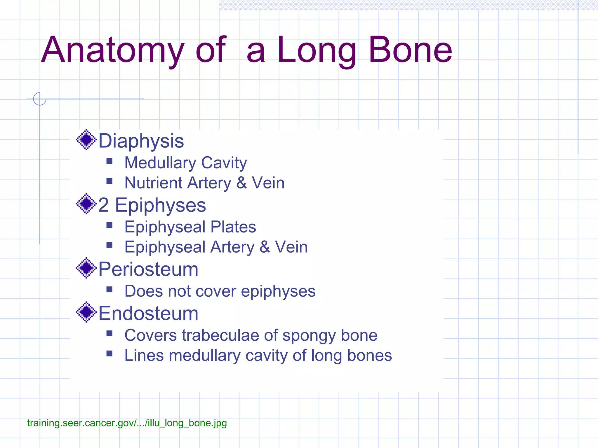 Anatomy of a Long Bone

                Diaphysis
                     Medullary Cavity
                     Nutrient Artery & Vein
                2 Epiphyses
                     Epiphyseal Plates
                     Epiphyseal Artery & Vein
                Periosteum
                     Does not cover epiphyses
                Endosteum
                     Covers trabeculae of spongy bone
                     Lines medullary cavity of long bones


training.seer.cancer.gov/.../illu_long_bone.jpg
 