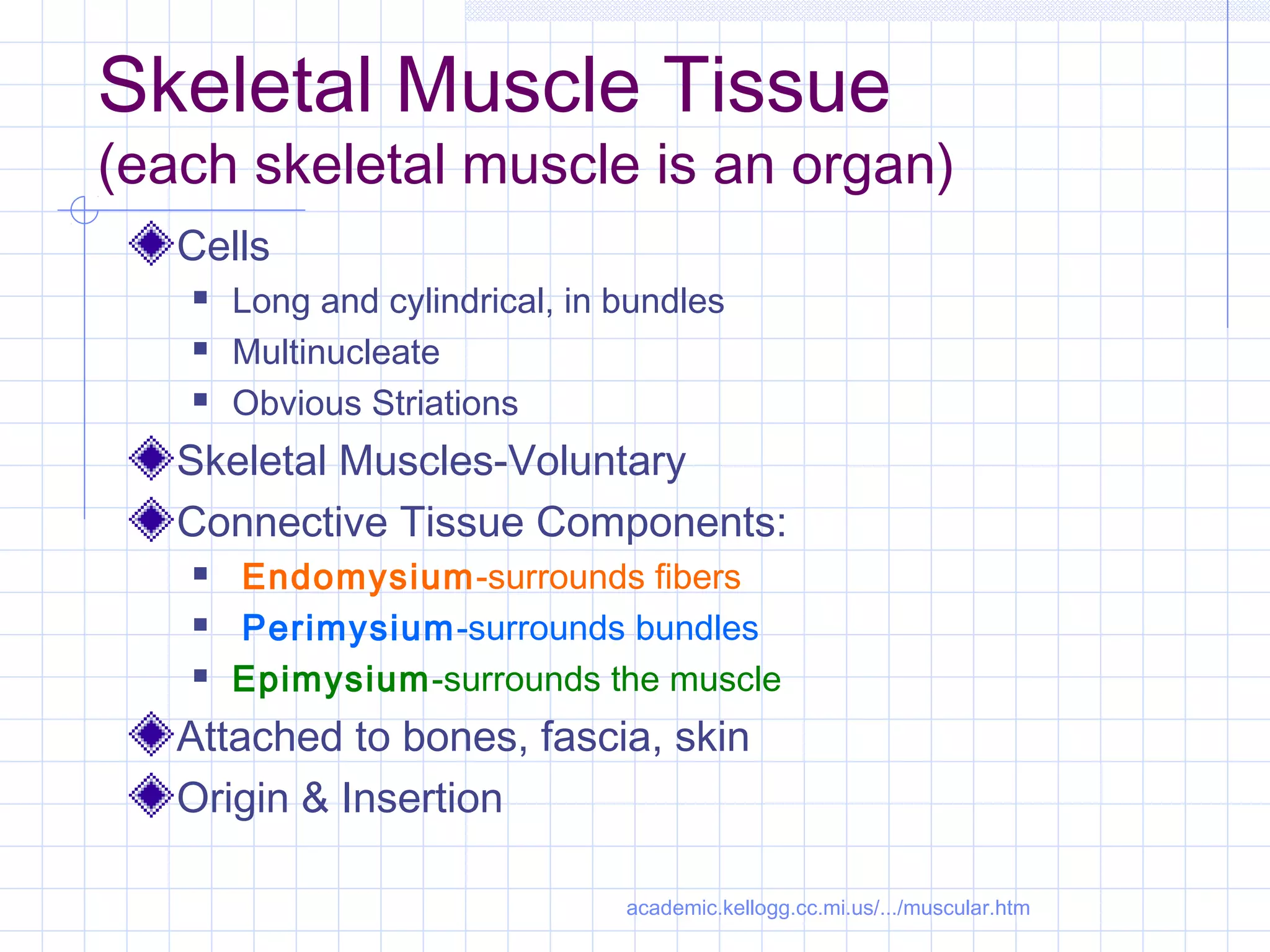 Skeletal Muscle Tissue
(each skeletal muscle is an organ)
   Cells
      Long and cylindrical, in bundles
      Multinucleate
      Obvious Striations
   Skeletal Muscles-Voluntary
   Connective Tissue Components:
      Endomysium-surrounds fibers
      Perimysium-surrounds bundles
      Epimysium-surrounds the muscle
   Attached to bones, fascia, skin
   Origin & Insertion

                                academic.kellogg.cc.mi.us/.../muscular.htm
 