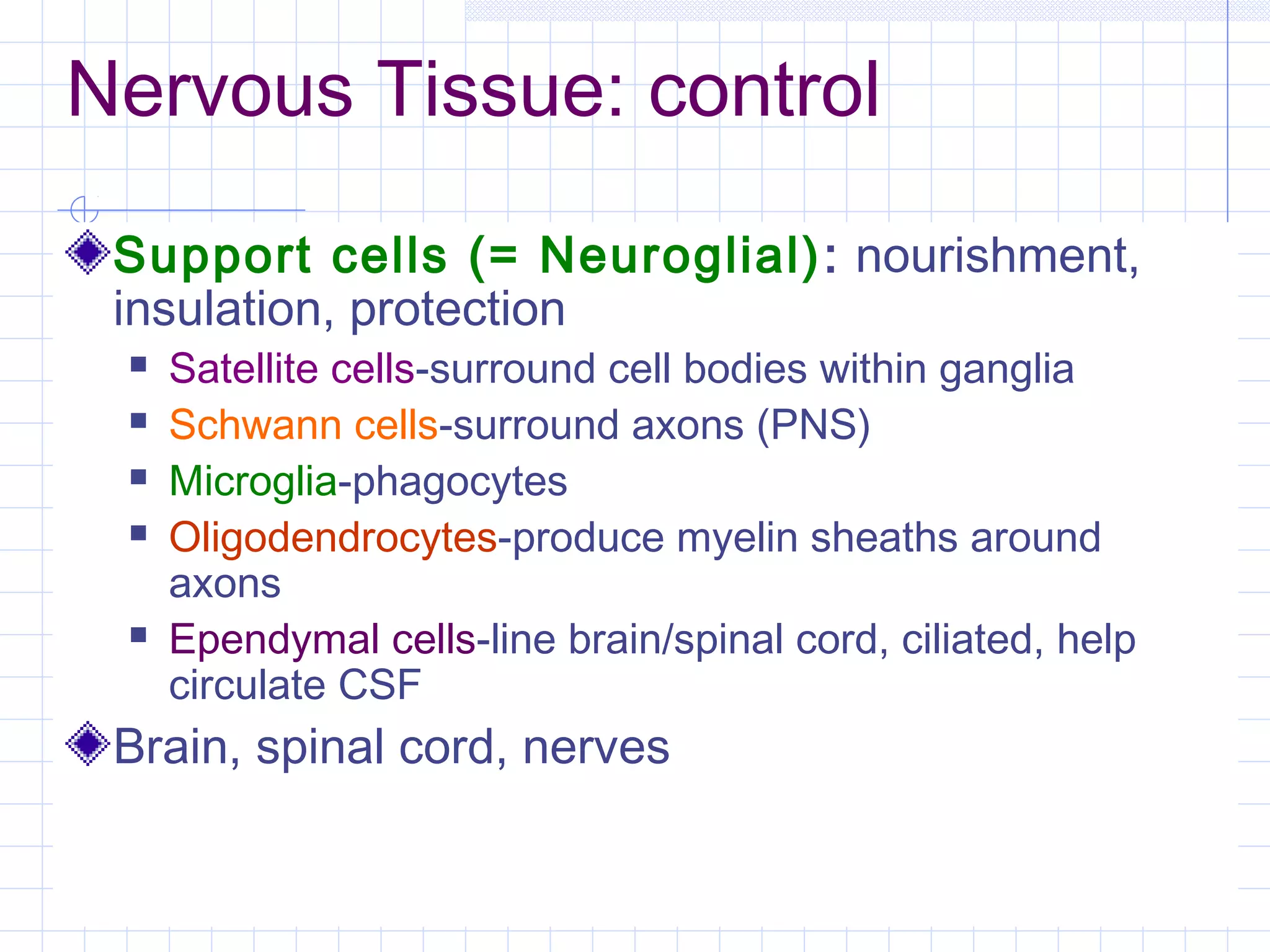 Nervous Tissue: control

 Support cells (= Neuroglial) : nourishment,
 insulation, protection
    Satellite cells-surround cell bodies within ganglia
    Schwann cells-surround axons (PNS)
    Microglia-phagocytes
    Oligodendrocytes-produce myelin sheaths around
     axons
    Ependymal cells-line brain/spinal cord, ciliated, help
     circulate CSF
 Brain, spinal cord, nerves
 