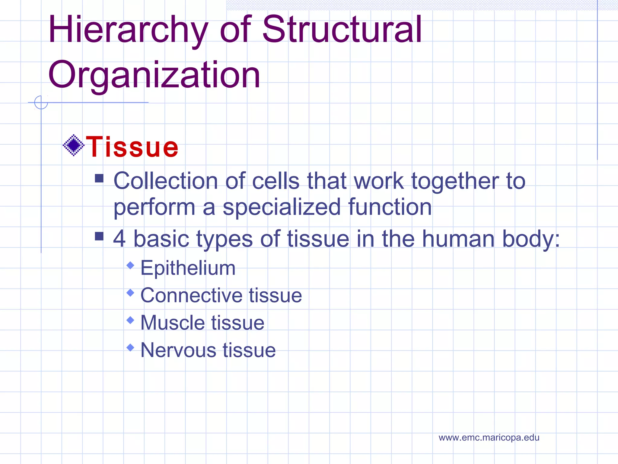 Hierarchy of Structural
Organization
  Tissue
     Collection of cells that work together to
      perform a specialized function
     4 basic types of tissue in the human body:
        Epithelium
        Connective tissue
        Muscle tissue
        Nervous tissue



                                    www.emc.maricopa.edu
 