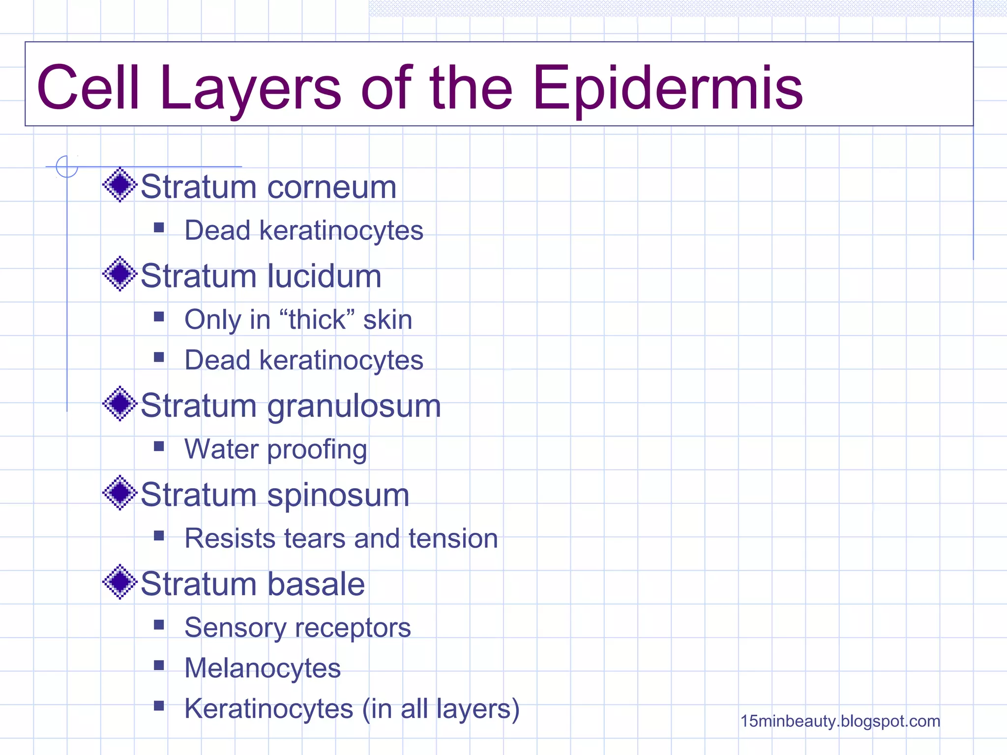 Cell Layers of the Epidermis
   Stratum corneum
       Dead keratinocytes
   Stratum lucidum
       Only in “thick” skin
       Dead keratinocytes
   Stratum granulosum
       Water proofing
   Stratum spinosum
       Resists tears and tension
   Stratum basale
       Sensory receptors
       Melanocytes
       Keratinocytes (in all layers)   15minbeauty.blogspot.com
 
