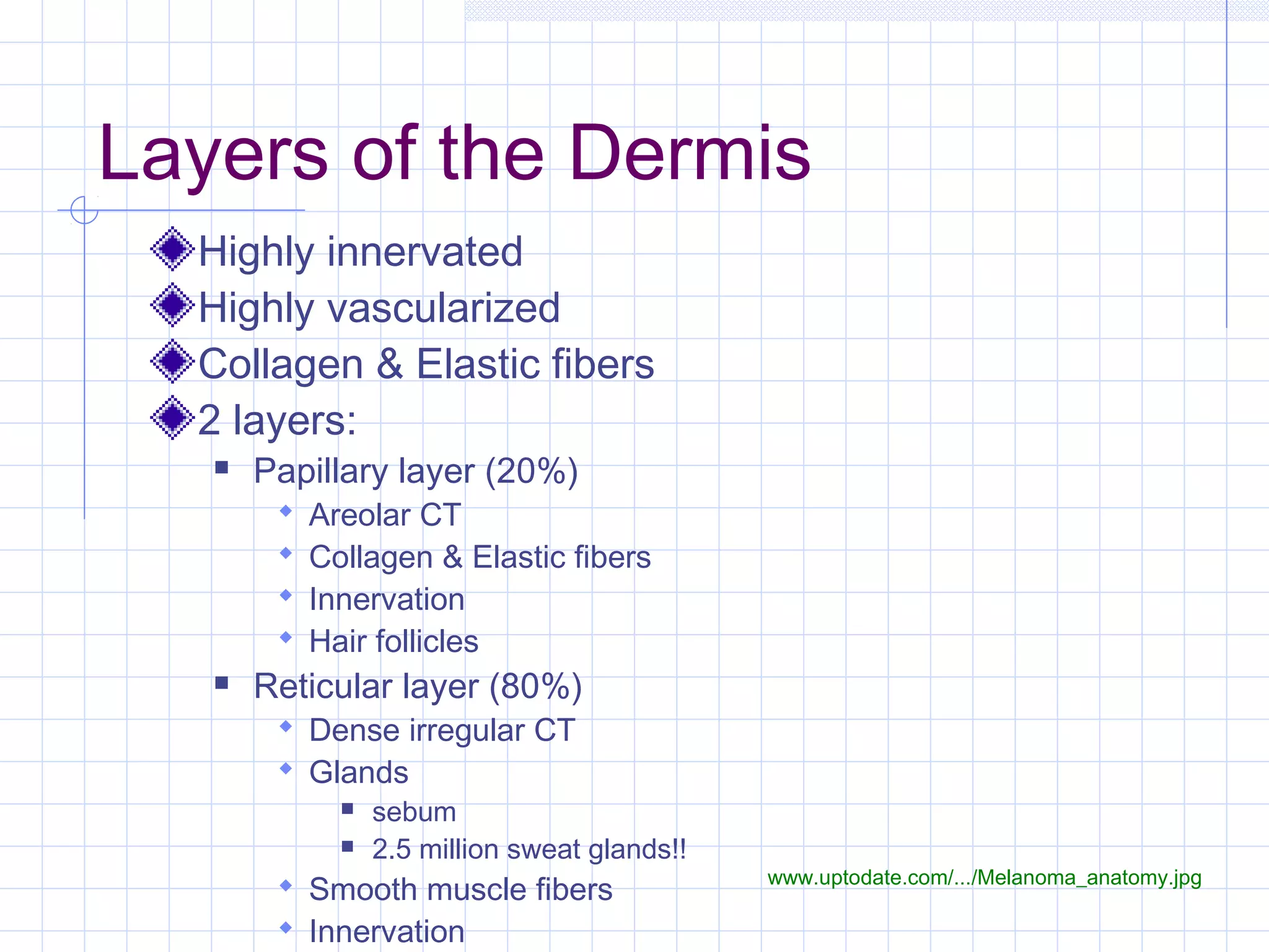 Layers of the Dermis
  Highly innervated
  Highly vascularized
  Collagen & Elastic fibers
  2 layers:
      Papillary layer (20%)
           Areolar CT
           Collagen & Elastic fibers
           Innervation
           Hair follicles
      Reticular layer (80%)
         Dense irregular CT
         Glands
                 sebum
                 2.5 million sweat glands!!
                                               www.uptodate.com/.../Melanoma_anatomy.jpg
         Smooth muscle fibers
         Innervation
 