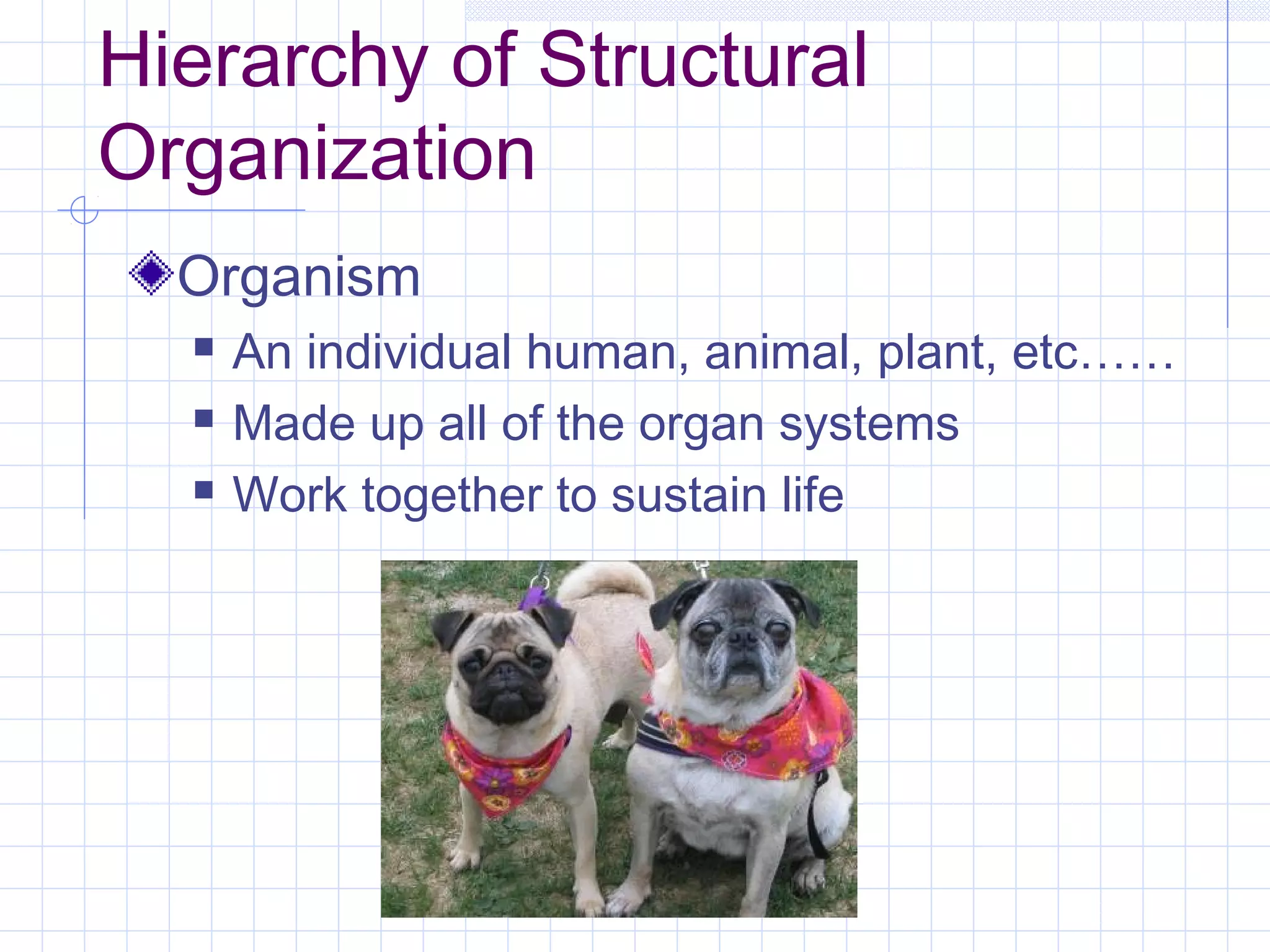 Hierarchy of Structural
Organization
  Organism
     An individual human, animal, plant, etc……
     Made up all of the organ systems
     Work together to sustain life
 