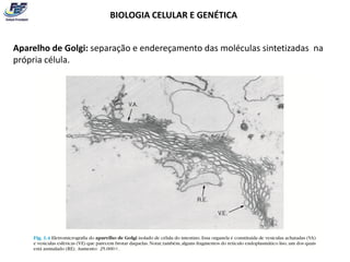 BIOLOGIA CELULAR E GENÉTICA


Aparelho de Golgi: separação e endereçamento das moléculas sintetizadas na
própria célula.
 