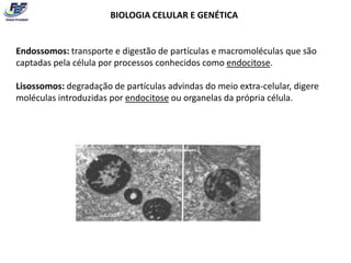 BIOLOGIA CELULAR E GENÉTICA


Endossomos: transporte e digestão de partículas e macromoléculas que são
captadas pela célula por processos conhecidos como endocitose.

Lisossomos: degradação de partículas advindas do meio extra-celular, digere
moléculas introduzidas por endocitose ou organelas da própria célula.
 