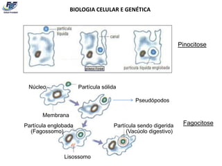 BIOLOGIA CELULAR E GENÉTICA




                                                                Pinocitose




 Núcleo               Partícula sólida

                                             Pseudópodos

       Membrana
Partícula englobada                  Partícula sendo digerida    Fagocitose
  (Fagossomo)                             (Vacúolo digestivo)



               Lisossomo
 