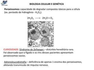 BIOLOGIA CELULAR E GENÉTICA
Peroxissomos: capacidade de degradar compostos tóxicos para a célula
(ex. peróxido de hidrogênio - H2O2).

                     2H2O2         2H2O + O2




CURIOSIDADE: Síndrome de Zellweger – distúrbio hereditário raro.
Foi observado que o fígado e os rins desses pacientes apresentam
peroxissomos vazios.

Adrenoleucodistrofia – deficiência de apenas 1 enzima dos peroxissomos,
afetando transmissão de impulso nervoso.
 