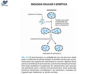 BIOLOGIA CELULAR E GENÉTICA
 