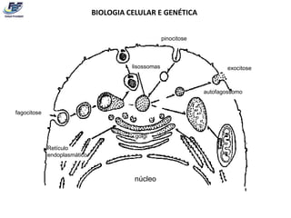 BIOLOGIA CELULAR E GENÉTICA


                                                     pinocitose



                                        lisossomas                        exocitose



                                                                  autofagossomo


fagocitose



                                         golgi

             Retículo
             endoplasmático



                                         núcleo
 