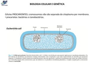 BIOLOGIA CELULAR E GENÉTICA


Células PROCARIONTES: cromossomos não são separado do citoplasma por membrana.
• procariotas: bactérias e cianobactérias.



 Escherichia coli
 